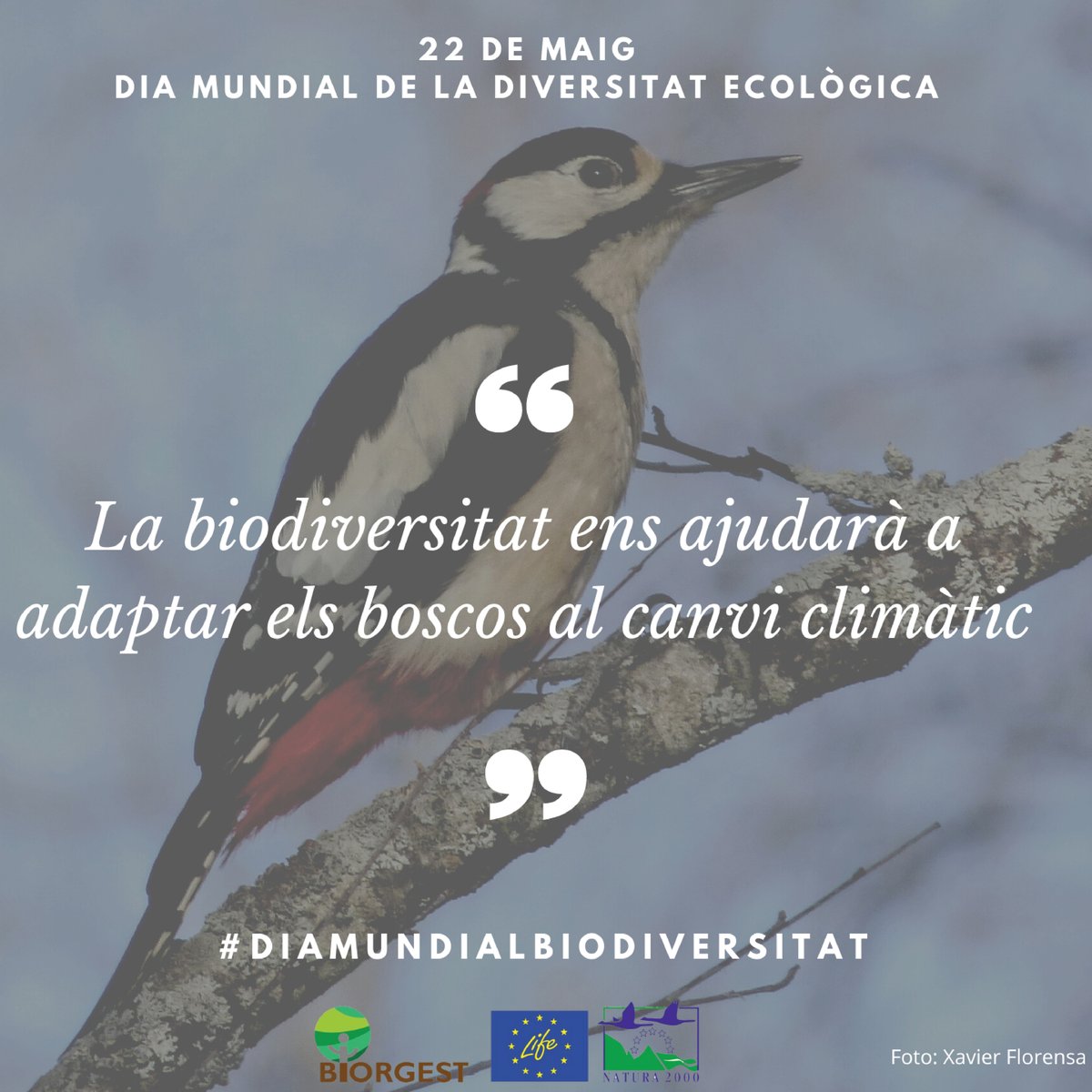 LifeBiorgest's tweet photo. #DiaMundialBiodiversitat
#Biodiversitat
#LifeBiorgest https://t.co/9xbACfnJlm
