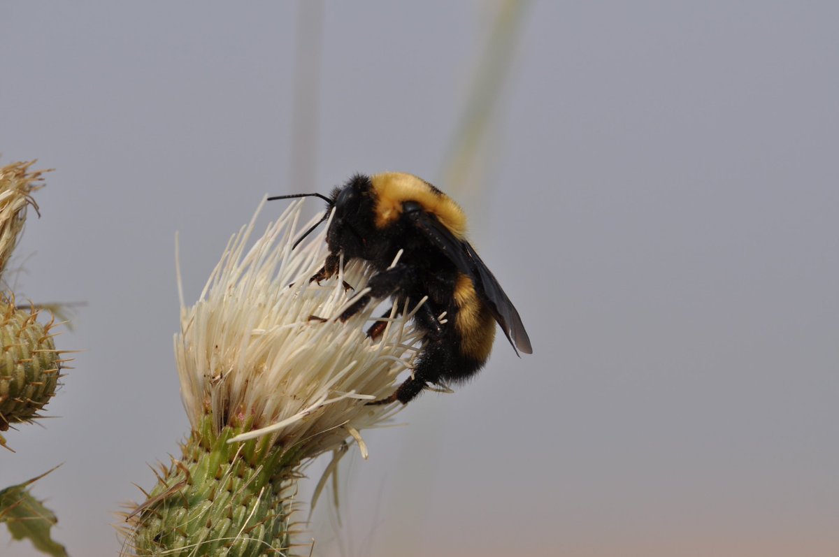 Happy Bee Day, everyone! 🐝  Nevada bumble bee on Palouse thistle.