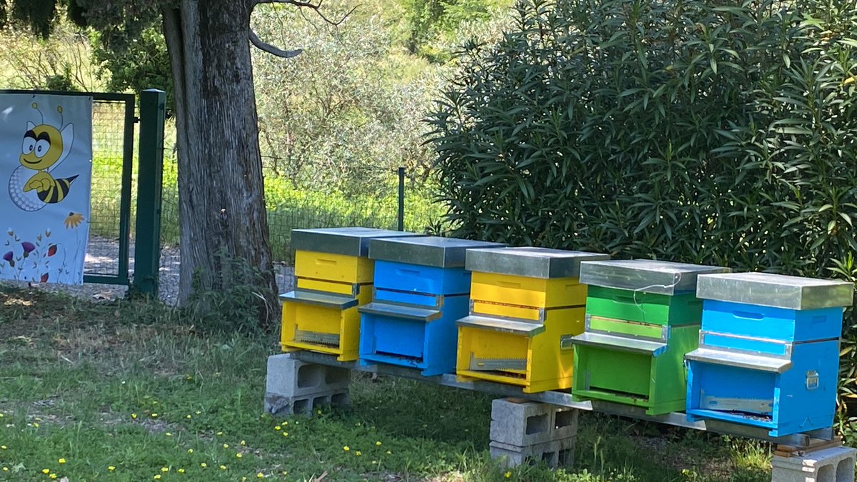 boni_golf's tweet photo. New #beehives for @Gardagolf that after achieving the #geocertification has continued to improve its #sustainability performances year after year! Looking forward to taste soon a very special #garda #honey ๐ฏ #WorldBeeDay2022 #bees @sustainablegolf @Ecology1BIGGA @GolfSustainable https://t.co/xwq7G36xHM