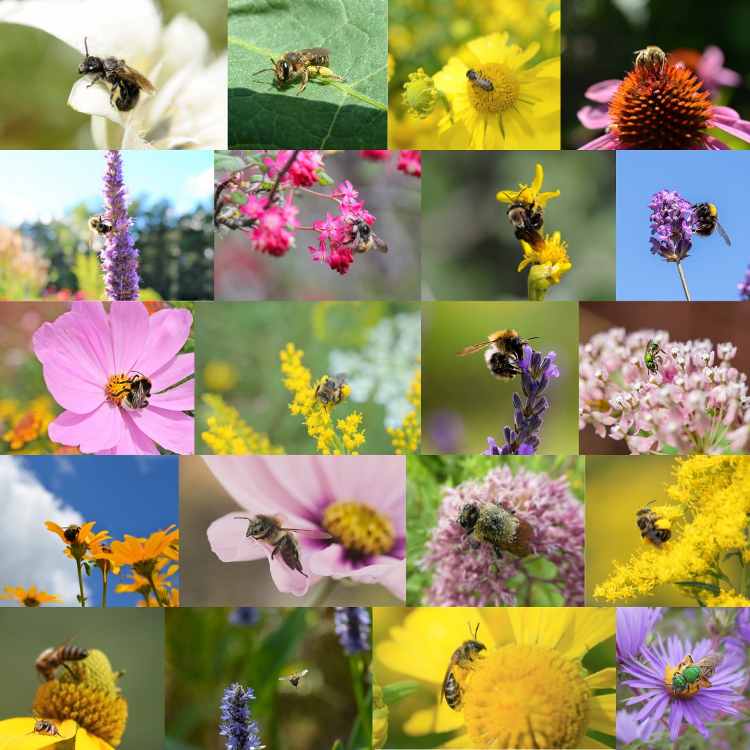 BeeCityCanada's tweet image. Happy World Bee Day! Did you know that there are over 20,000 known species of bees worldwide? In Canada alone, there are over 800 species of native bees that play an important role in wildflower and crop pollination. Take our Pollinator Pledge to learn how you can support them!