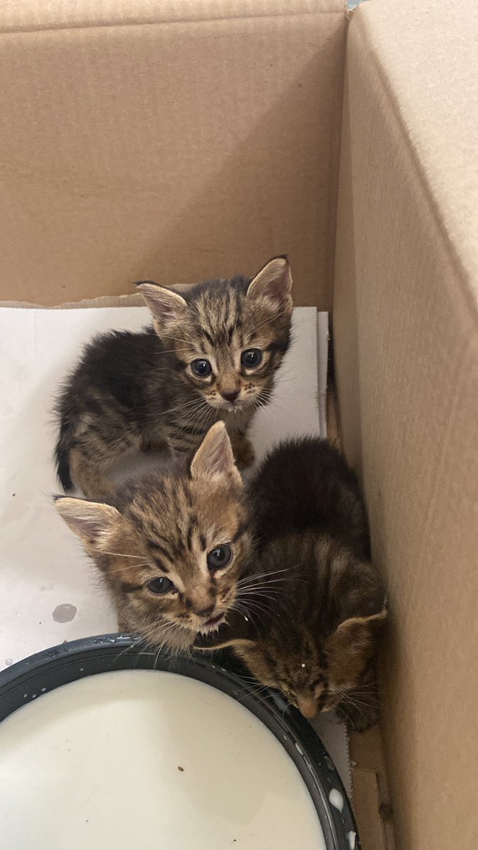 AuraB2's tweet photo. Estos bellezones están  buscando hogares con muuucho amor a ofrecerles. Son todo un amor y muuuuy glotones 🥰!! Tienen sobre un mes. Interesados, por favor enviar mensaje privado.
#gatitos #enadopcion #terresdelebre #juntospodemosencontrarlosunhogar https://t.co/c9fyr9N3UV