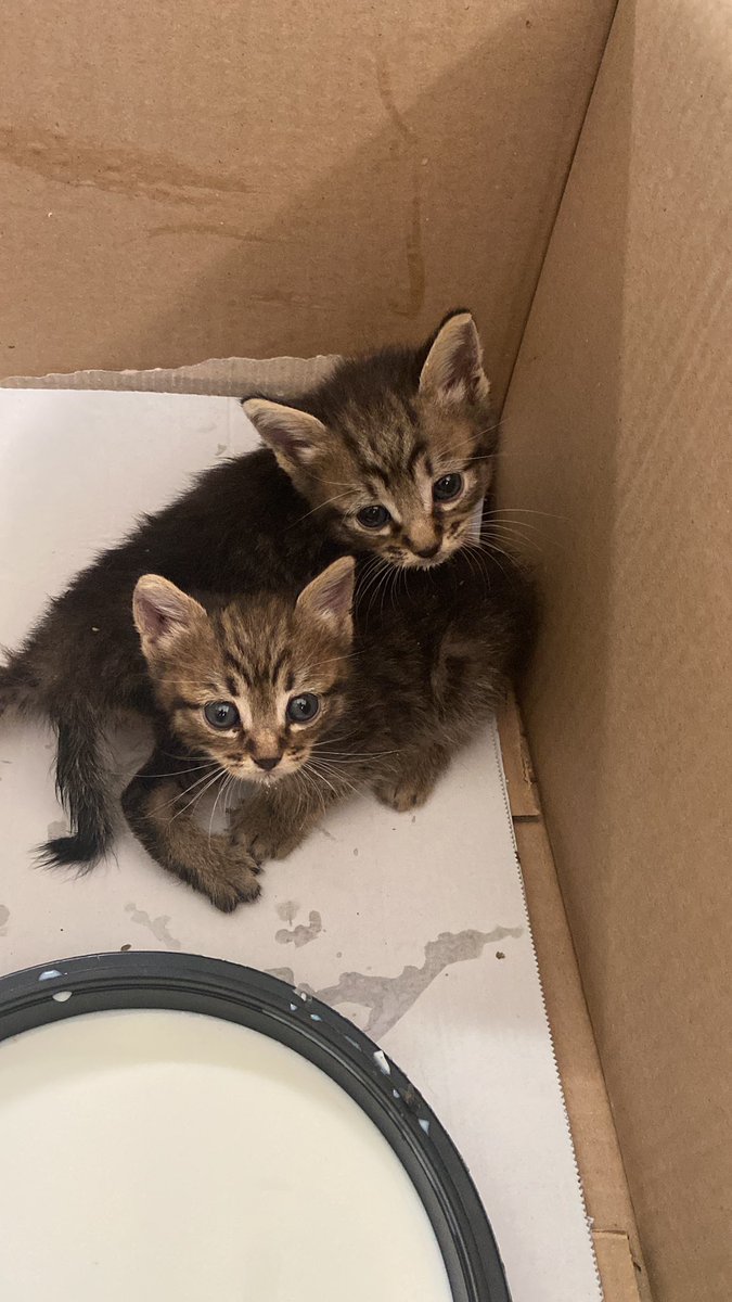 AuraB2's tweet photo. Estos bellezones están  buscando hogares con muuucho amor a ofrecerles. Son todo un amor y muuuuy glotones 🥰!! Tienen sobre un mes. Interesados, por favor enviar mensaje privado.
#gatitos #enadopcion #terresdelebre #juntospodemosencontrarlosunhogar https://t.co/c9fyr9N3UV
