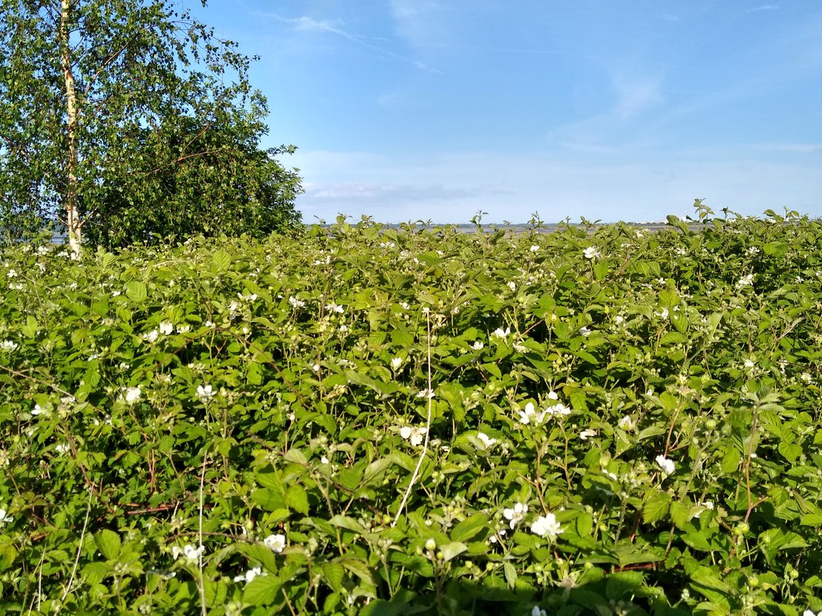 TimBirchWild's tweet photo. Scrubby messy habitat is missing across lots of UK including Wales.This fantastic bramble nettle patch in #NorthWales was full of warblers, bugs, bees. Its vital for #naturesrecovery #30x30 Will @WelshGovernment Sustainable Farming Scheme encourage messiness across farmland? https://t.co/PwF4mt0eTN