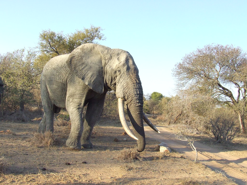 elephantsalive's tweet photo. Since 2015, the @elephantsalive ‘Bees, Trees, Elephants &amp; People’ programme has expanded &amp; we’re now training the all-female #antipoaching @blackmambasapu to become beekeepers. https://t.co/zCV0YjfD2P #WorldBeeDay @LionsShareFund @GEF_SGP @theGEF https://t.co/Pii6mEXFf5