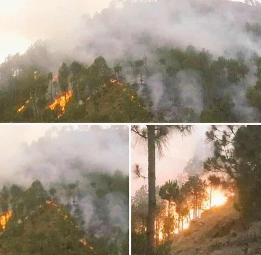BaileyAndLove_1's tweet photo. No one cares about the 1st Largest in Pakistan &amp; world 5th Largest Pine &amp; Olive forests burning in Sherani district of Balochistan. It's a National asset and must be prevented &amp; protected from further damages.
@BBhuttoZardari
@MianIftikharHus
@HamidMirPAK
#SaveOurBurningForests https://t.co/04khb7wTRh