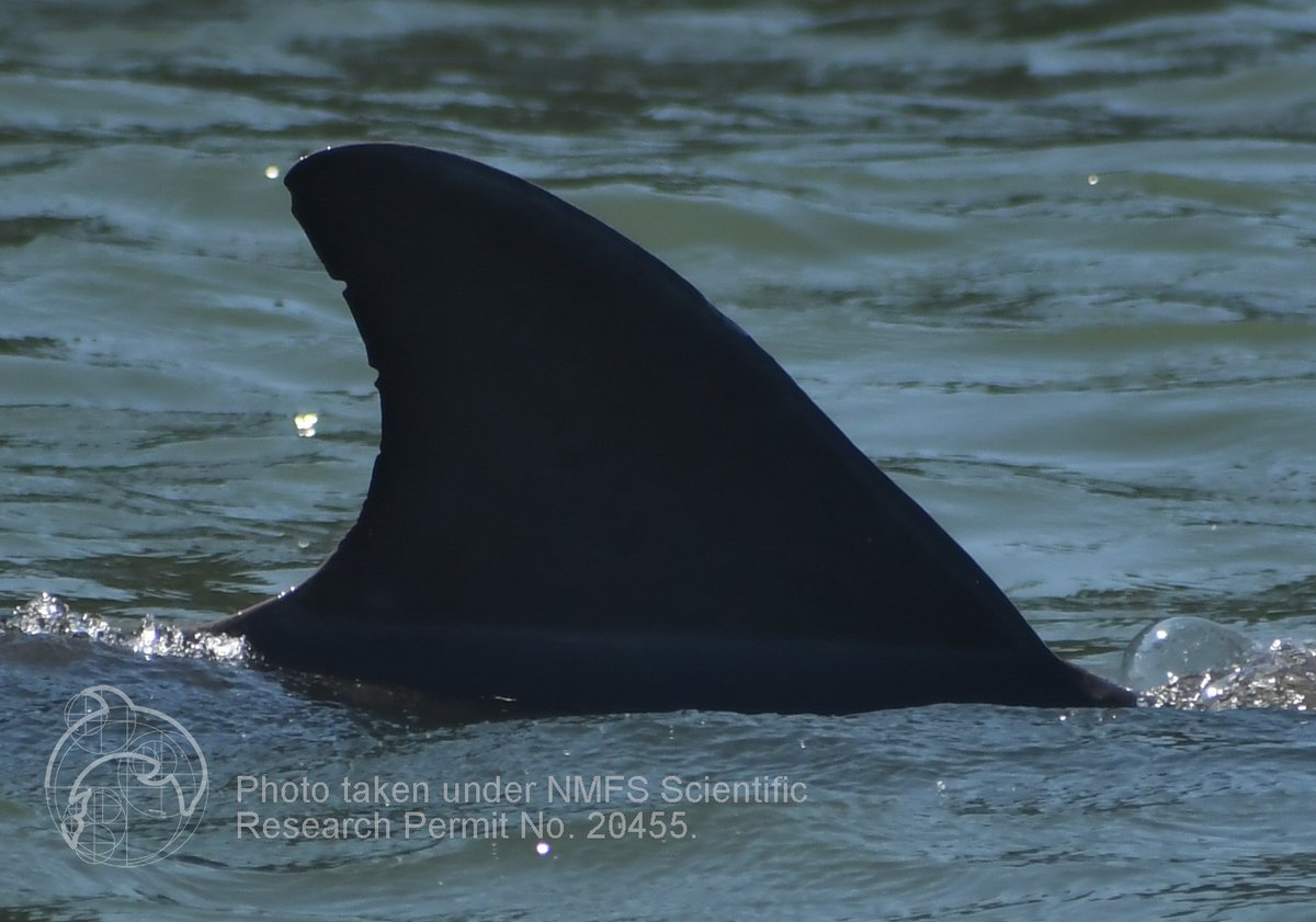dolphinsarasota's tweet photo. #MeetTheDolphins Our second mom of the year is #F197. We've observed her more than 700 times since her birth in 2003. She's had 5 calves, including the most recent we observed on May 4. Listen to F197 on our website https://t.co/jyOVEn3px1 https://t.co/TLqN57F0BK