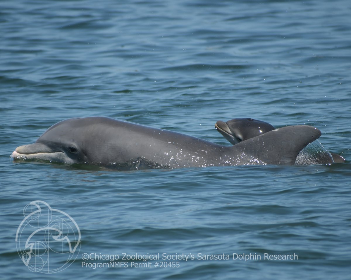 dolphinsarasota's tweet photo. #MeetTheDolphins Our second mom of the year is #F197. We've observed her more than 700 times since her birth in 2003. She's had 5 calves, including the most recent we observed on May 4. Listen to F197 on our website https://t.co/jyOVEn3px1 https://t.co/TLqN57F0BK