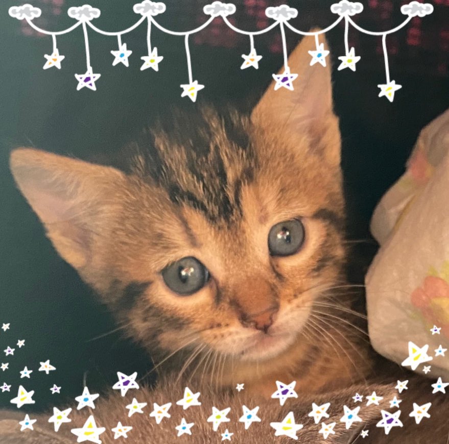 Hola! Soy Sagitario, nací el 15 de abril y estoy en busca de una familia , me recibes en tu vida… no quiero ser huerfan@ 😿😿
Lugar:Madrid
Teléfono:653694396
#AdoptaNoCompres #Difundir #AYUDA