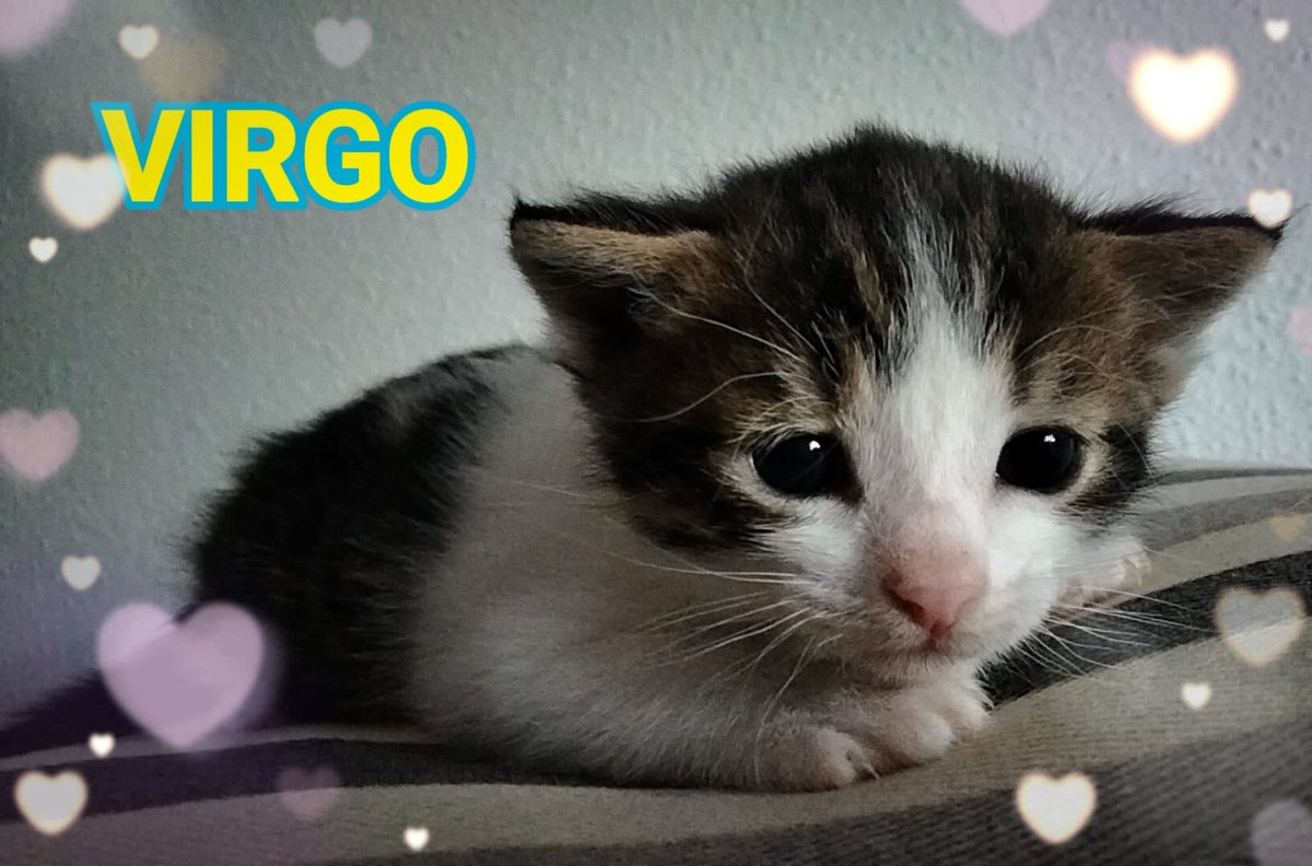 Solo quiero estar entre tus brazos ; un hogar y formar parte de tu vida…: ¿sería posible que fueses mi familia? ¿Me adoptas? #AYUDA  #Difundir #AdoptaNoCompres #adoptable #Madrid 
Lugar: madrid
Teléfono: 653694396