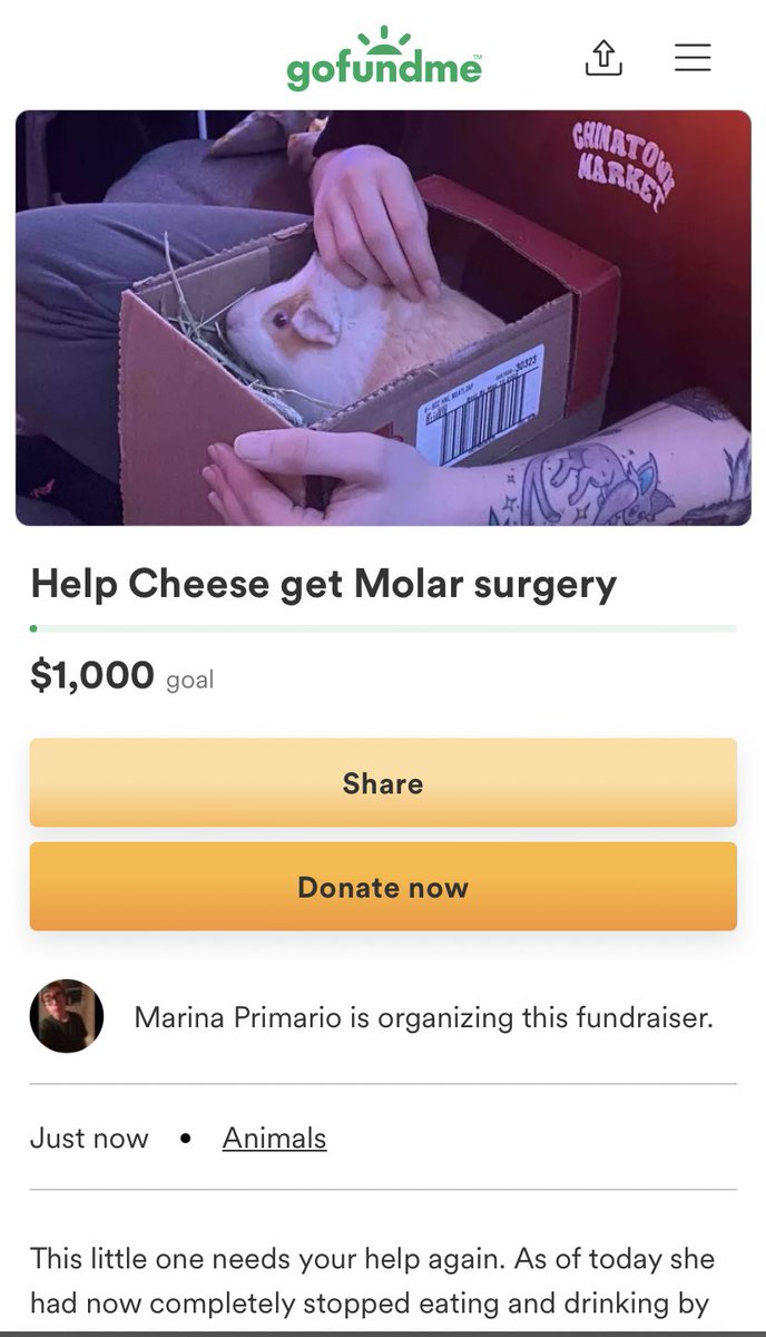 lexiegasm's tweet photo. my partner &amp; i lost one of our furry friends unexpectedly. the sister of said furry friend is now struggling + in desperate need of help. veterinarian bills are extremely expensive especially for exotic animals so we’re askin if you cannot donate pls share https://t.co/CsvXx2xqic https://t.co/Tt0w9eDyFr