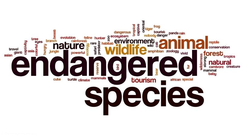 It’s #EndangeredSpeciesDay in USA. It is a day of awareness of the dwindling populations of specific animals and working together to help them.  
Make sure you use the hashtag on social media and be sure to share pictures of some of the cutest and majestic endangered critters