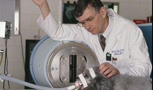 Today is #clinicaltrialsday! Studies at the #FlintAnimalCancerCenter date to the mid-1970s, but the first formalized trials began ~1985, thanks to @NIH program project grants. The focus was on bone cancer & provided a 'proof of concept' for comparative oncology research. #CTD2022