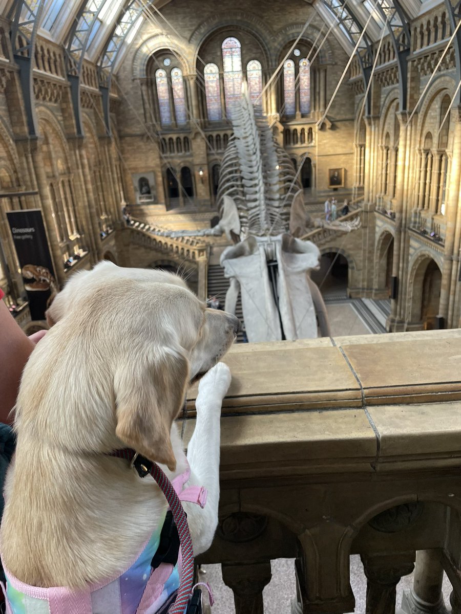 “What do you mean I can’t even have one bone?! There are so many!” #dog #dogsoftwitter #museum #biology