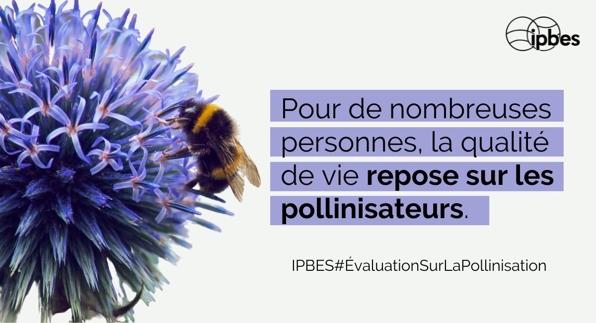 🐝🐝🐝  🐝🐝
          🐝     🐝
       🐝         🐝🐝
    🐝                      🐝    
  🐝             🐝🐝

75% de nos cultures vivrières et ~90% des plantes à fleurs sauvages dépendent de la pollinisation animale. —@IPBES #PollinationAssessment

#JournéeMondialeDesAbeilles