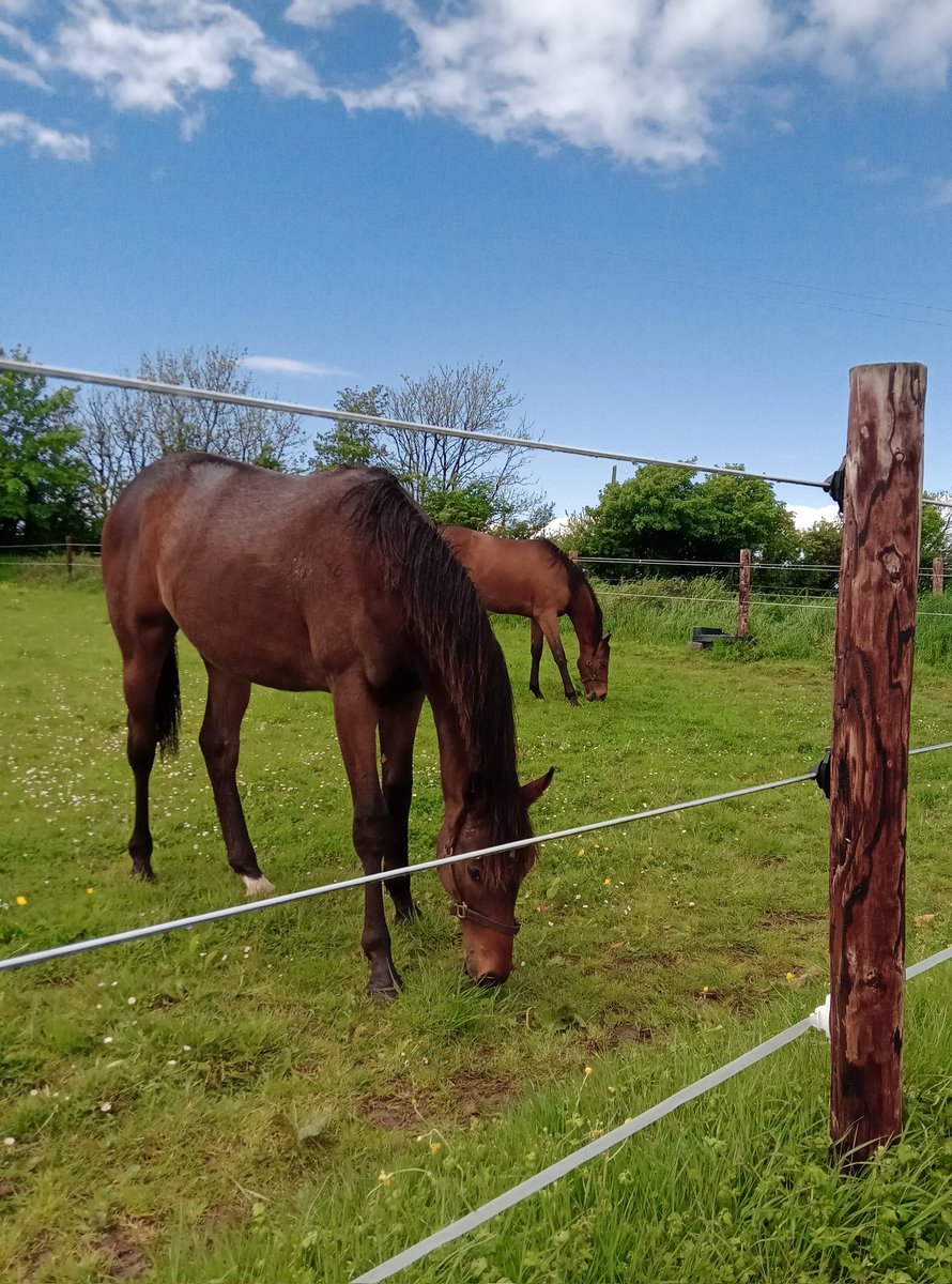 Rain stopped 🙌..... thankfully sunshine and blue skies for yearling inspections today. Two beautiful fillies this year 🐎🐎 #Footstepsinthesand #NationalDefense  #yearlingsales #thoroughbreds #racehorsesofthefuture #hopesanddreams @coolmorestud @IrishNatStud