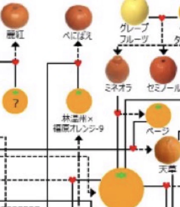 @mikanflavor1 感動しました。いまマーマレード作りにハマってます。質問ですが福原オレンジ−9というのは福原の中にも亜種か兄弟品種があるのでしょうか？ 