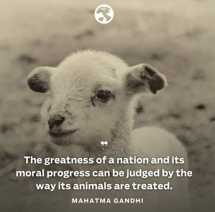 Vegan_4life 𓃟 #Pigoneer on Twitter: Vegan_4life 𓃟 #Pigoneer on Twitter: