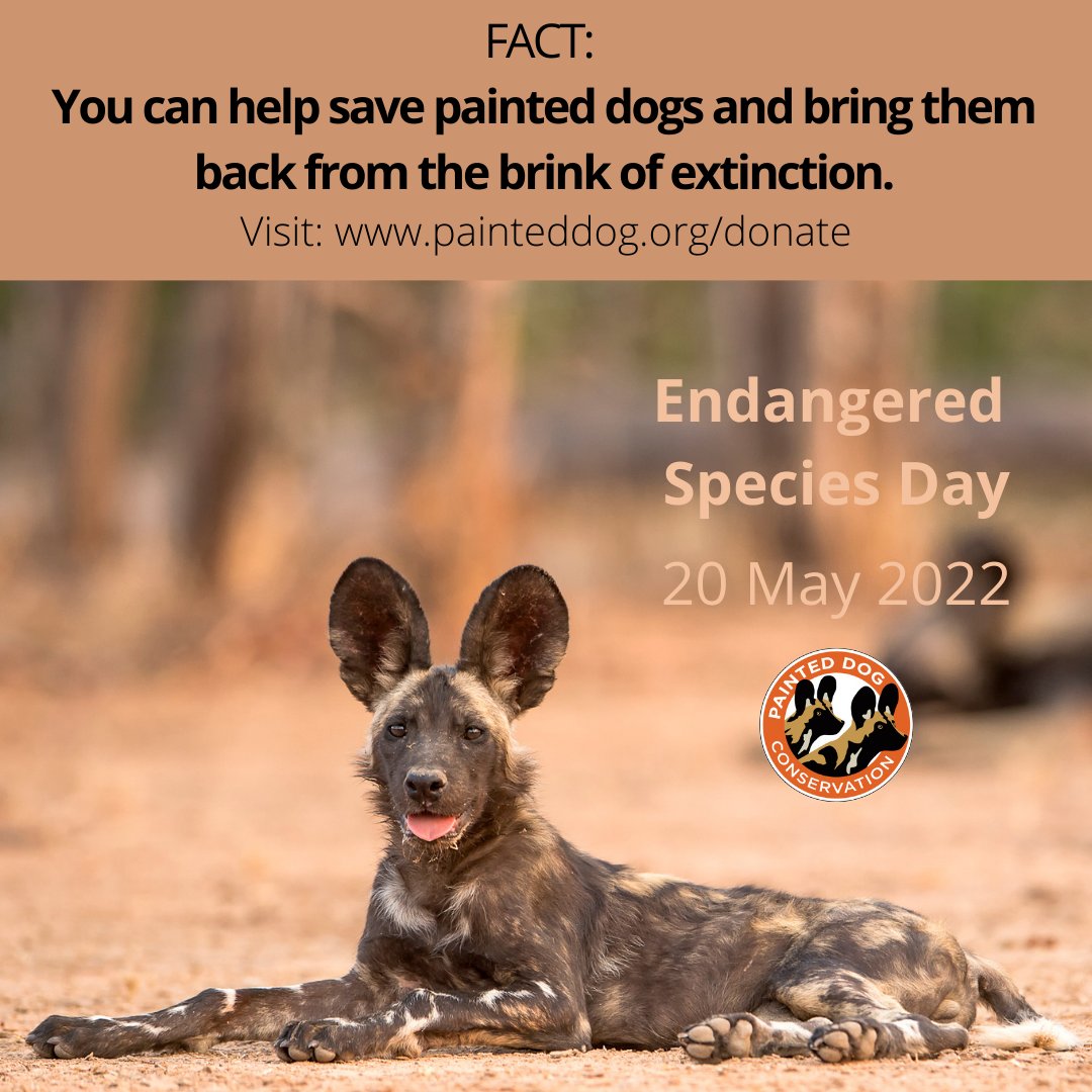 Today is #EndangeredSpeciesDay.

Help save the endangered painted dog. Visit painteddog.org today.

#savethepainteddog