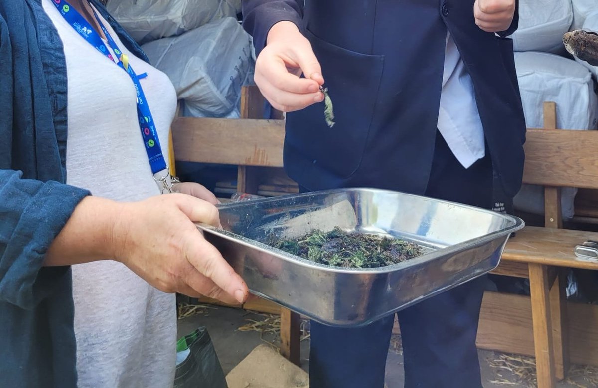 Tatties are in! As well as wild garlic, sweetpeas &amp; and some random flower seeds (Mrs M's)Well done Barrhead gang. To celebrate all the hard work, nettle crisps as a treat😋#foragingfood,#barrhead,#nettlecrisps