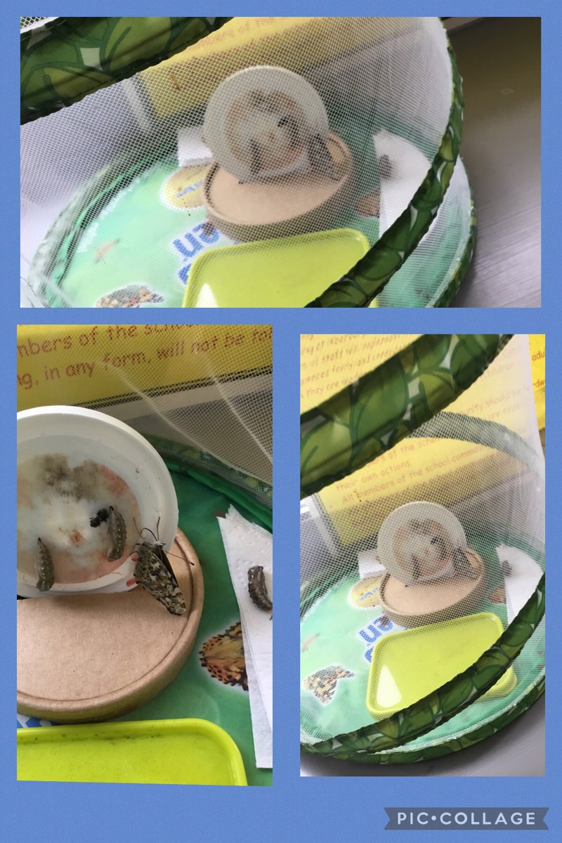 Dosbarth Branwen tweet media