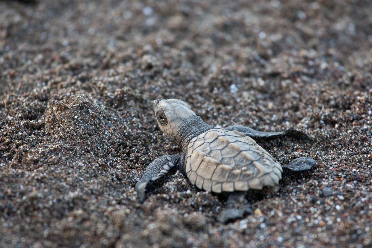 Ocean Rosie (@oceanrosiee) on Twitter photo Ancient, beautiful, and threatened, sea turtles have survived on Earth for more than 100 million years, yet today their future hangs in the balance. Six of the seven sea turtle species are threatened with extinction due to human impacts. (thread)
📷 Brian Hutchinson
📍Costa Rica Ancient, beautiful, and threatened, sea turtles have survived on Earth for more than 100 million years, yet today their future hangs in the balance. Six of the seven sea turtle species are threatened with extinction due to human impacts. (thread)
📷 Brian Hutchinson
📍Costa Rica