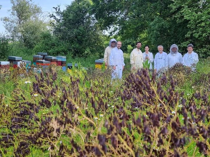 Journée internationale des abeilles🐝 Aujourd'hui, nous mettons en avant nos champs de Terre de Pastel <a href="/sicoval31/">Sicoval</a>. C’est la fin de la floraison les graines brunissent et nous allons connaitre quantité de miel produite cette année. #museumbleuparnatureterredepastel