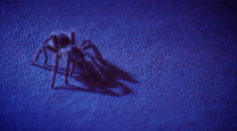 SpiderFrendsNFT's tweet photo. We are coming! https://t.co/HRVkqzfXgI