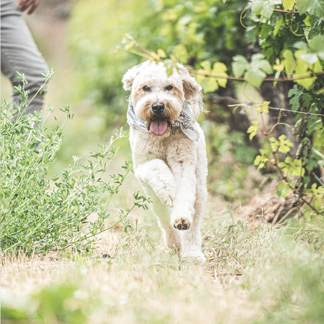 We’ve got the perfect place for your four-legged friend to relax and enjoy a cold splash of water as you enjoy our bold reds and fresh whites. Located in the heart of the South Okanagan, we invite you to join us for a guided tasting. Let’s talk about what makes this valley great.
