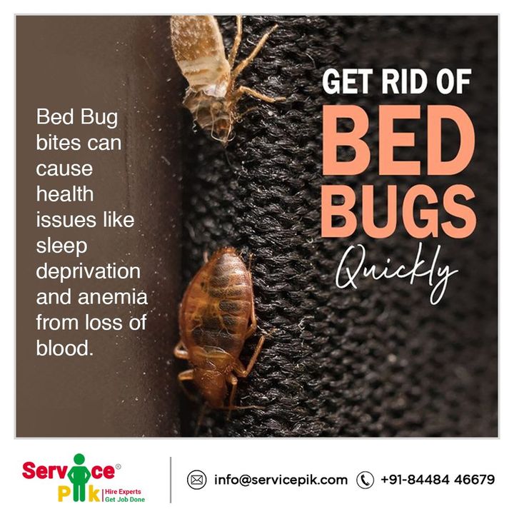 pik_service's tweet photo. Female bed bugs can lay between 200 – 500 eggs during their lifetime. Beware of these bedbugs and stop their life cycle immediately while connecting #ServicePik professionals @ + 91-84484-46679.
#pestcontrol #termitecontrol #pestmanagement #bugs #pestcontrollife #share #instalike https://t.co/FUR51mSn13