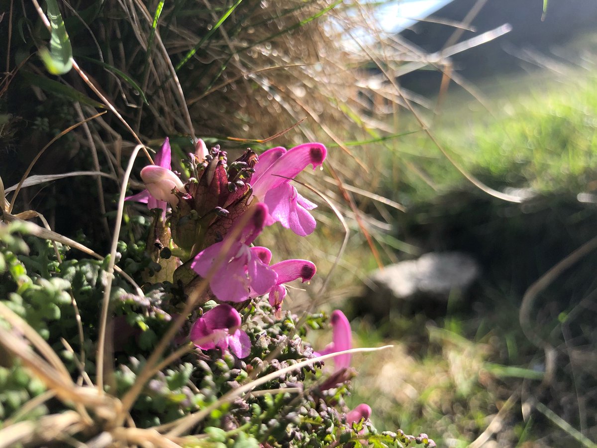 #wildflowerhour Lousewort is a common site on wet heath at this time of year. Named for the belief the plant passed lice to grazing livestock, it parasitizes other plants in an adaptation to the low nutrient habitat of peatland and bog. #ntmournes