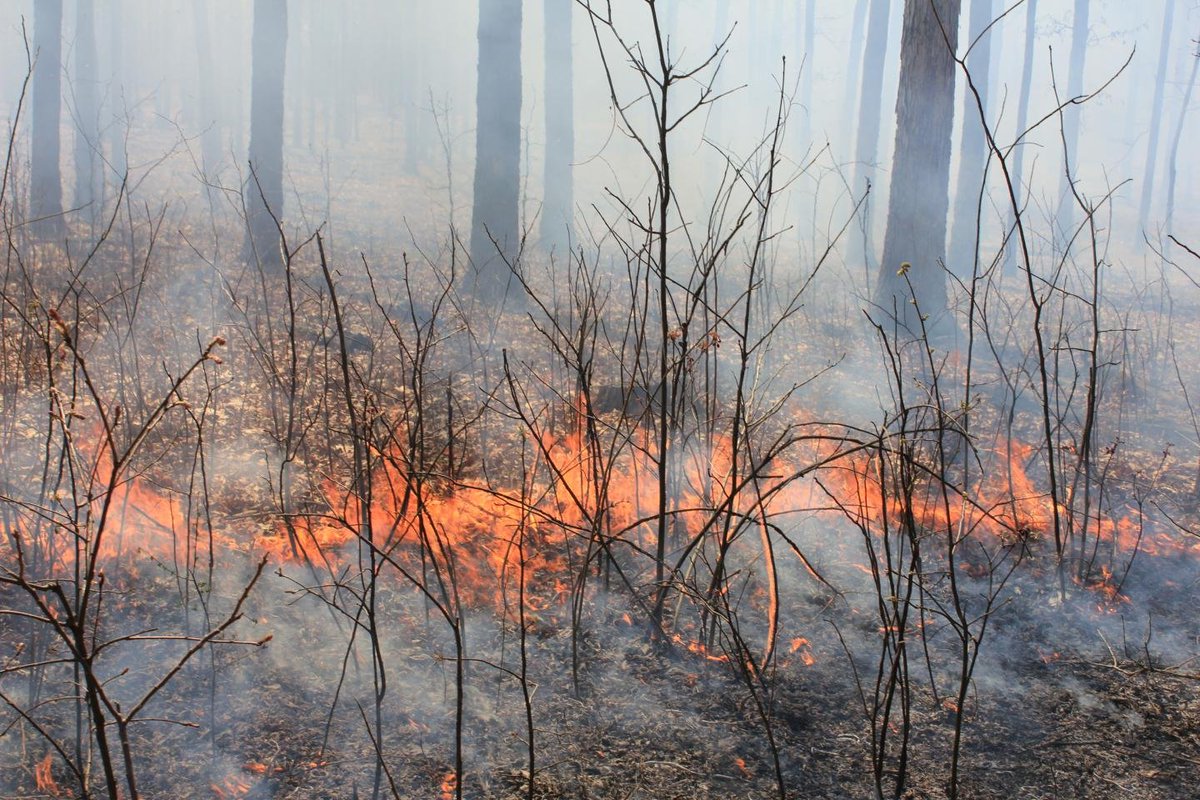 AimanZia5's tweet photo. East and West preventing forest fire is the best
#SaveOurBurningForests https://t.co/imrgXfW6Ig