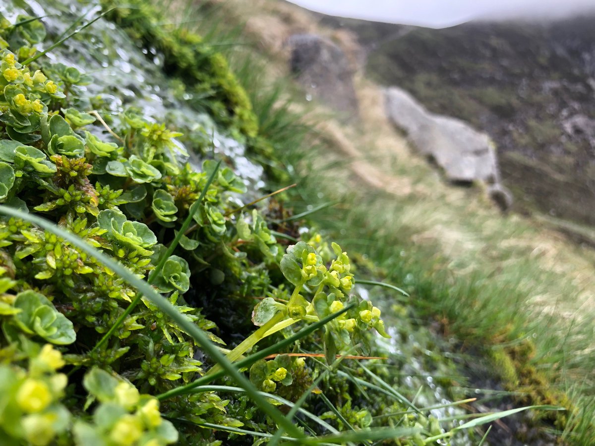 #wildflowerhour Opposite Leaved Golden Saxifrage, a big name for a tiny flower! The delicate yellow-green flowers are unmistakable growing in the wet mountain flushes high on Slieve Donard. #ntmournes