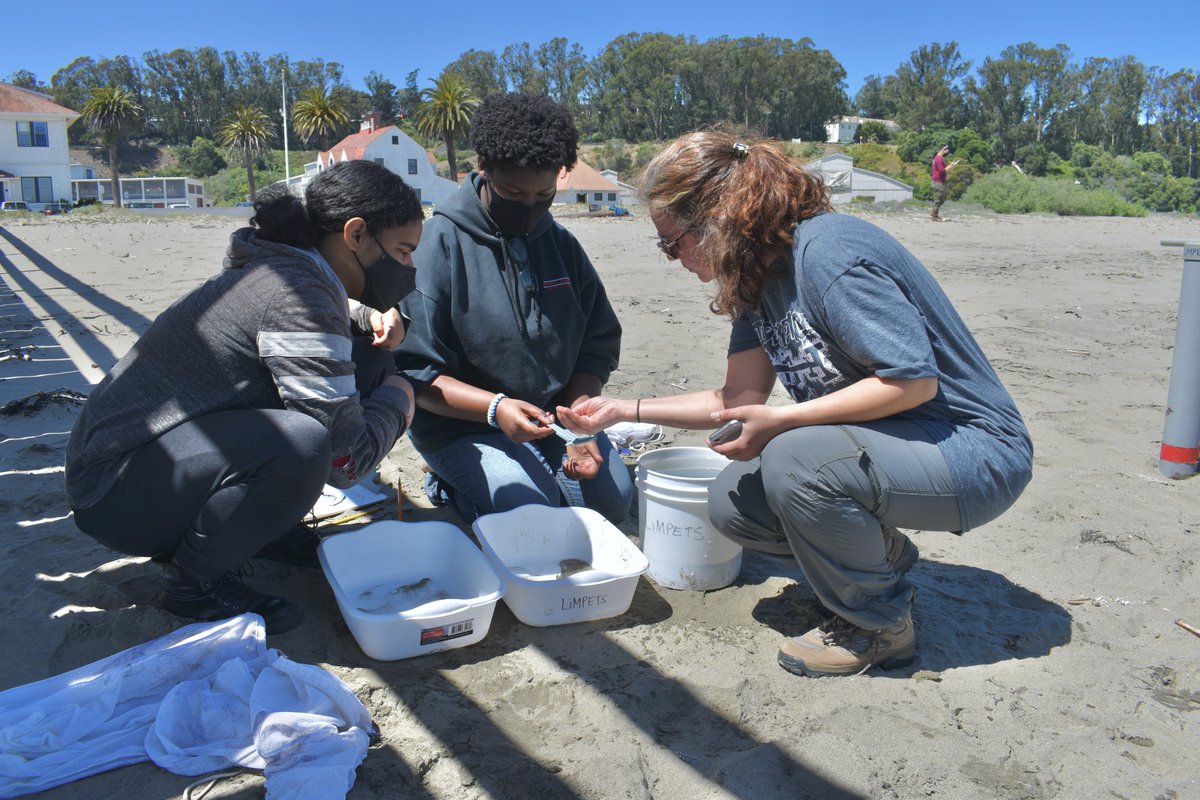 FarallonesNews's tweet image. Digging for sand crabs!🦀

@limpetsnews brought students from @SFIndependence to Crissy Beach for field science. Students found &amp;amp; collected data on these habitat indicator species.📉

🙏TY students! &amp;amp; TY @DisneyConserves for grant support!
#IntertidalScience #OceanScience @GFNMS