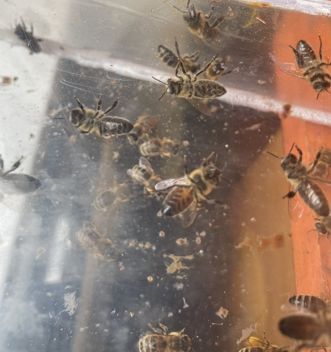 Zum #internationalerbienentag sind unsere #honigbienen besonders fleißig. Wie ist es nebenan? <a href="/Zoo_Leipzig/">Zoo Leipzig</a> #bee #honey