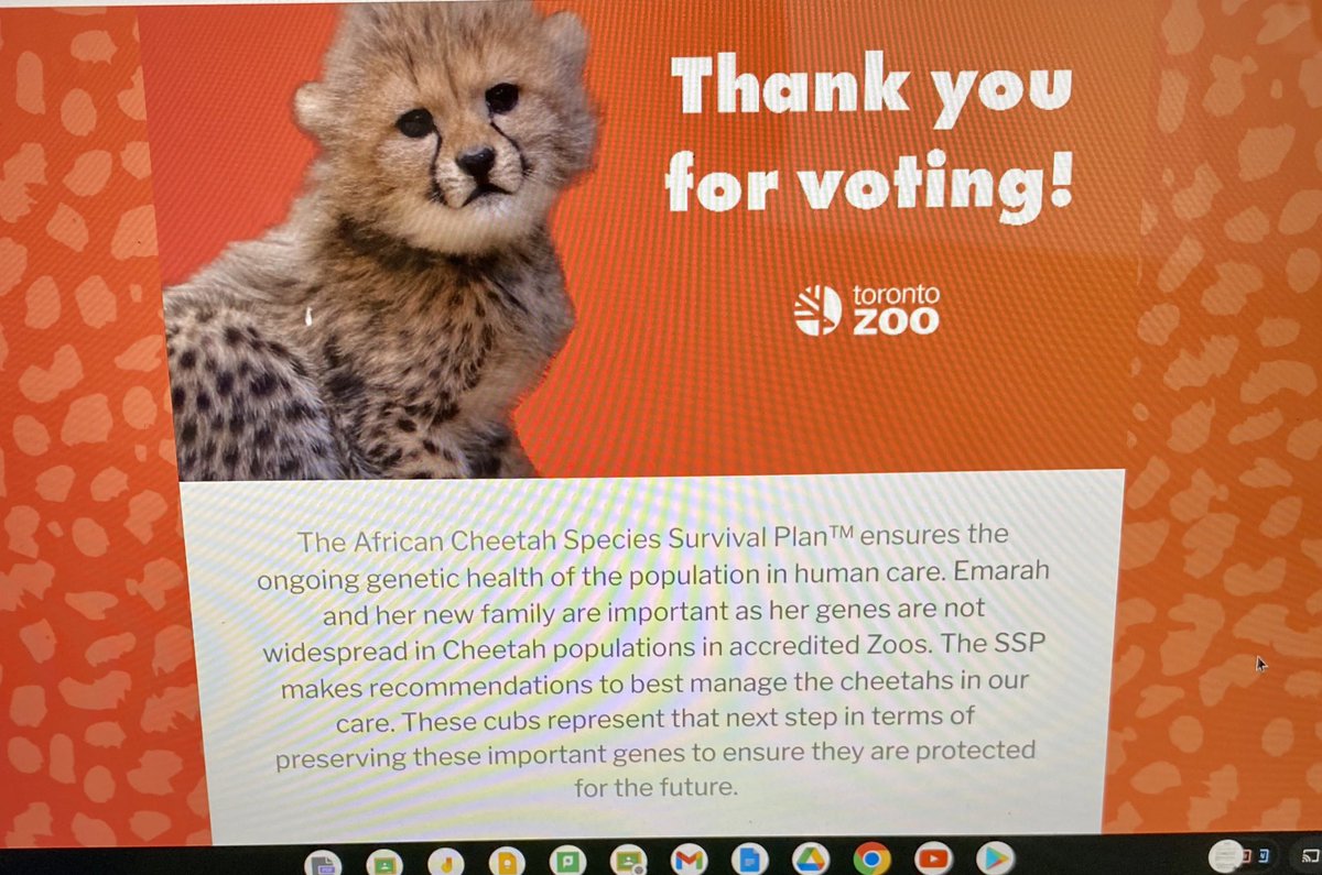 mmecwhite's tweet photo. 2A voted this week for what the new Cheetah cubs at the Toronto Zoo should be named! They loved being part of something special and making connections what they have learned in our animal unit 💚! https://t.co/ZjmYWT1mnN