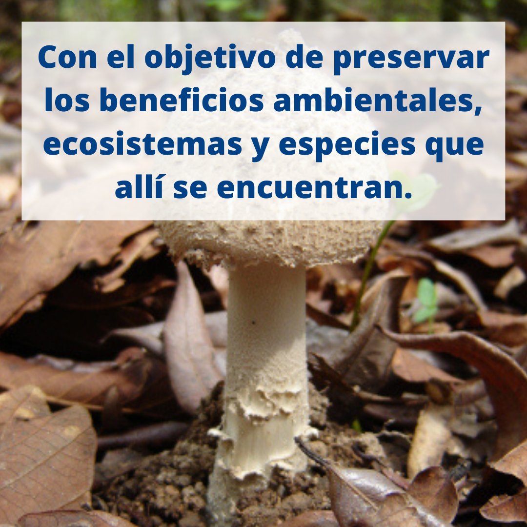 sos_riosapo's tweet photo. Iniciativa Salvemos Río Sapo, es una iniciativa ciudadana para la protección y restauración del área que compone la cuenca alta del río Sapo.

Visita nuestra página web https://t.co/4pBvJk3dlM y mantente atengo a nuestras redes sociales. https://t.co/6HkRgyfLNf