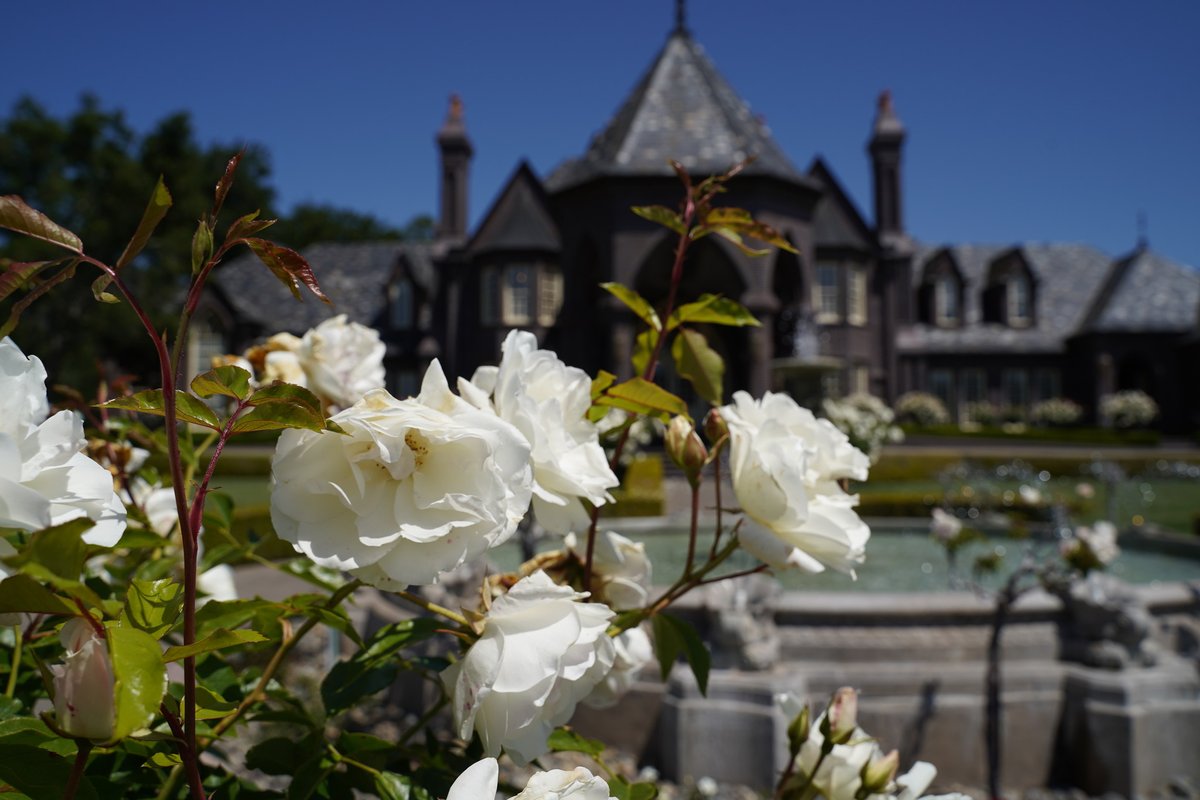 ledsonwinery's tweet photo. Stop and smell the roses! The Castle truly turns into a wine country dream, when our roses blossom and overtake the Castle grounds. Come enjoy it before it's gone!
#Ledson #LedsonWinery #Sonoma #SonomaValley #SonomaCounty #WineLover #VisitSonoma #SonomaWine https://t.co/A6McbQCDSq
