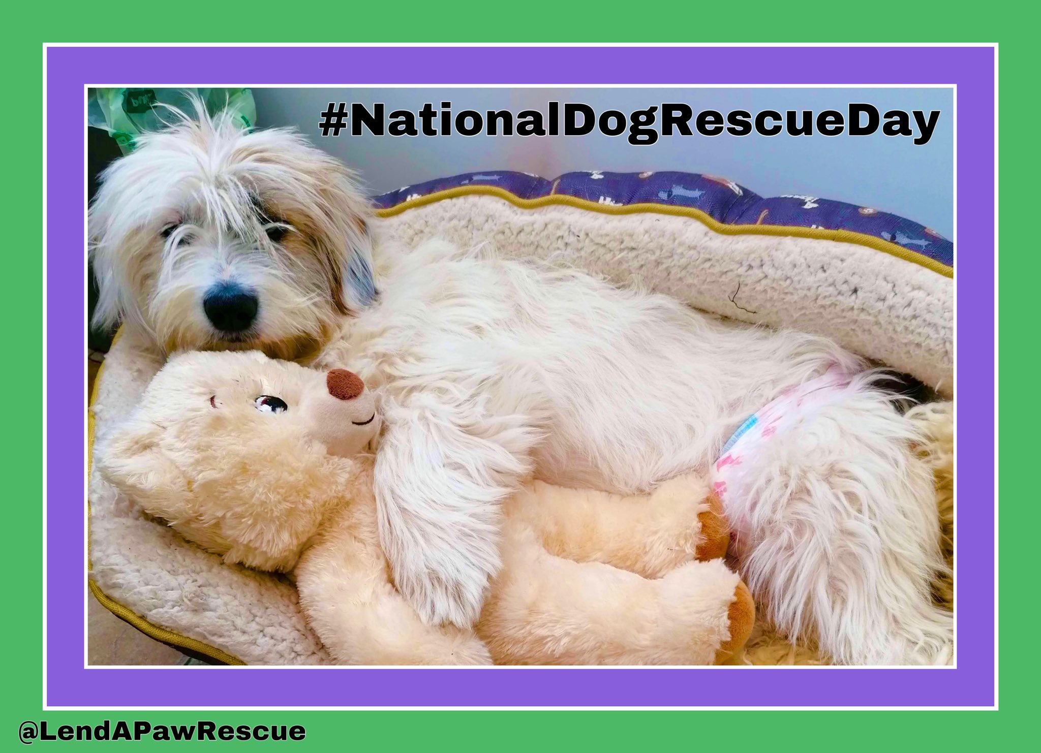 Lend A Paw Rescue on Twitter: "Today is National Dog Rescue Day ️🐶🐾 We ...