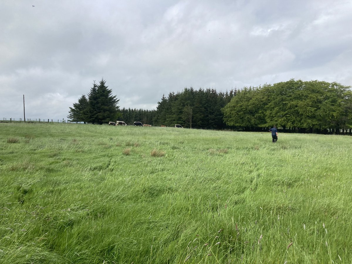 Dad and granda have always had a soft spot for White back cattle, probably the nicest batch we’ve had to date though pd Irish moiled cow with heifer calf born yesterday, 3 cracking speckled park cows and bull were grazing at the upland farm with our ewes and lambs