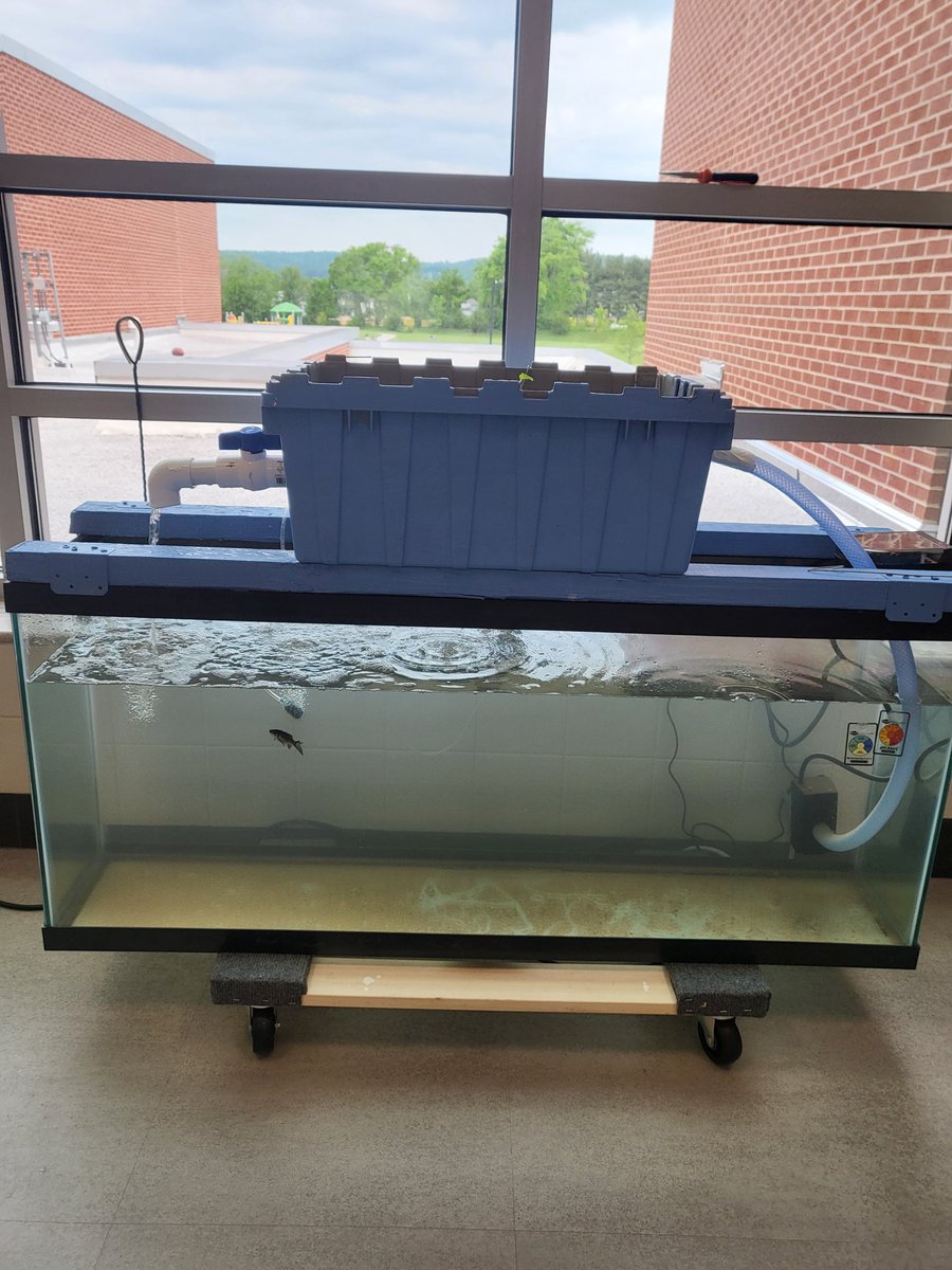 Mr. Meadows led his "art team" though designing art that protects fish from algae build up. The various groups working on scheduling, researching, construction, design, taking care of the fish, &amp; presenting to the school make for authentic learning! <a href="/FCPSTrailblazer/">Jason Anderson</a>