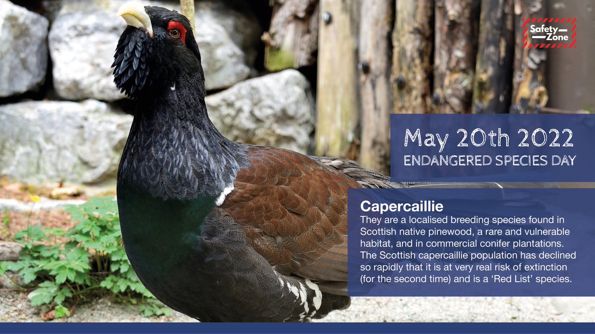May 20th 2022 Endangered Species Day. We need to take care of our planet as well as our people. One of many endangered species in Scotland is the Capercaillie. Find out more here: 
scottishwildlifetrust.org.uk
