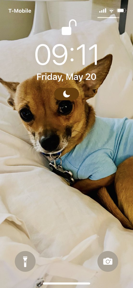 blondelovebunny's tweet photo. @sasssyvibes My fur baby ofc. πππ #fullgrown a whole 5.6lbs ππππ» heβs my βto go dogβ lol π ππ»π«Άπ»ππππ https://t.co/NjpsBtvcoe
