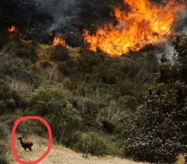 aima_kh's tweet photo. The forests of Sherani Balochistan have been burning for the last ten days, The gov is still silent, The provincial government must come into action immediately. Precious mountain, trees and wildlife will burn into ashes if action is not taken immediately. #SaveOurBurningForests https://t.co/gpwqKDZzqm