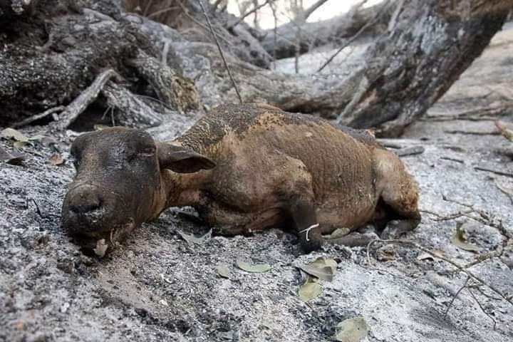 aima_kh's tweet photo. The forests of Sherani Balochistan have been burning for the last ten days, The gov is still silent, The provincial government must come into action immediately. Precious mountain, trees and wildlife will burn into ashes if action is not taken immediately. #SaveOurBurningForests https://t.co/gpwqKDZzqm