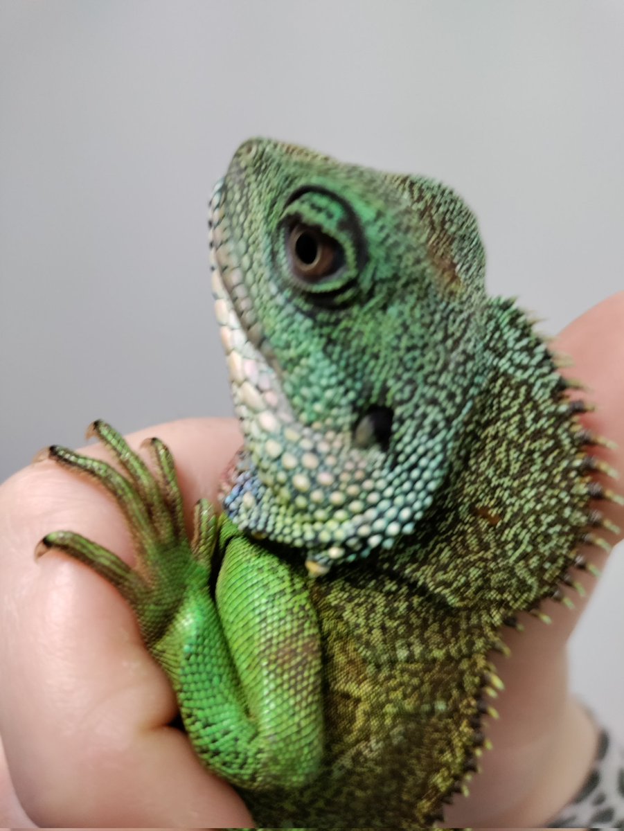 Official_K8's tweet photo. Look at the colors coming through on my dude! Loving the blue, orange and yellow! https://t.co/xvSuMdC4We