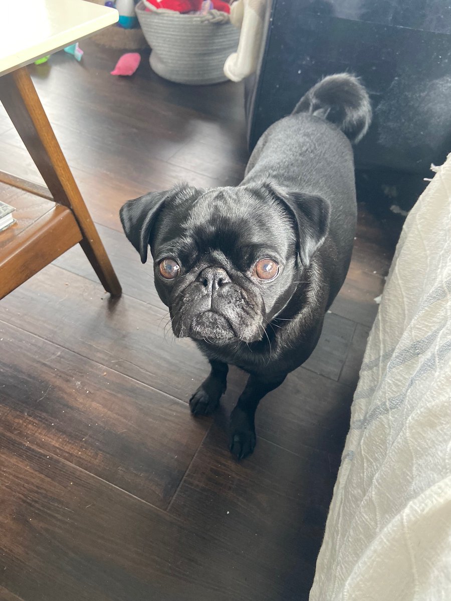 lisa_ancarrow's tweet photo. @typetcollection Here is my sweet Dennis, we rescued him last year! He is my world! ❤️ https://t.co/Dzqab73qCd