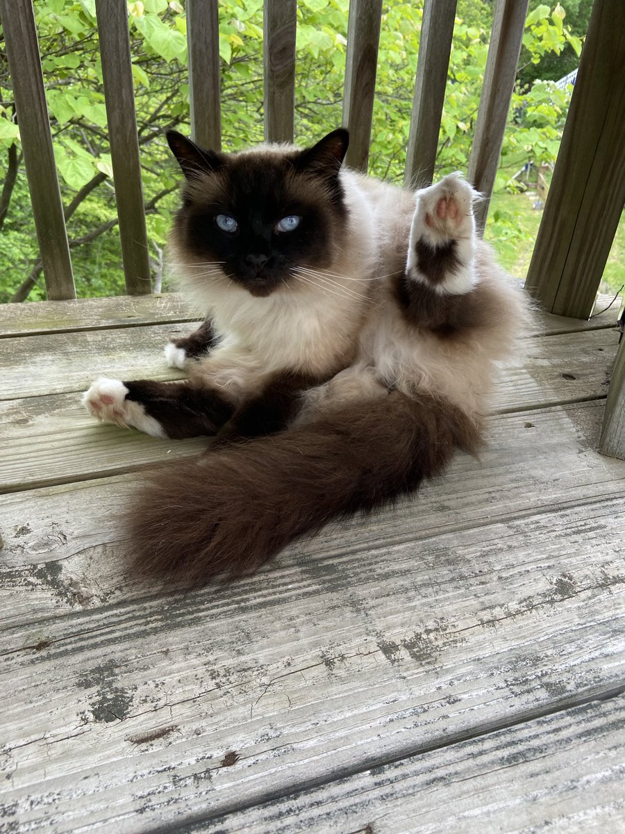 jacksonfunnycat's tweet photo. ummmmhmm,,,, leav me alone!!!!.!.!.!.!.! https://t.co/hMdaBdBRgf