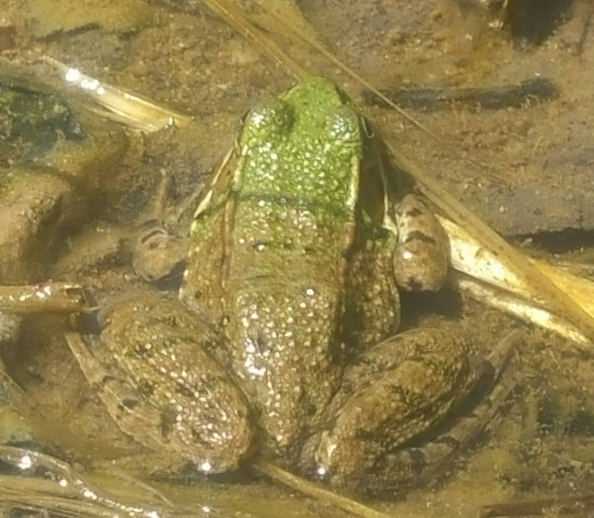 TheRustyIRiS's tweet image. Froggy Love 💚 they make lots of lovely peeps and chirps, but are quick to quiet and dive when I approach.

#Amphibians #frogs #SpringPeeper
#NaturePhotography #Nature #Water