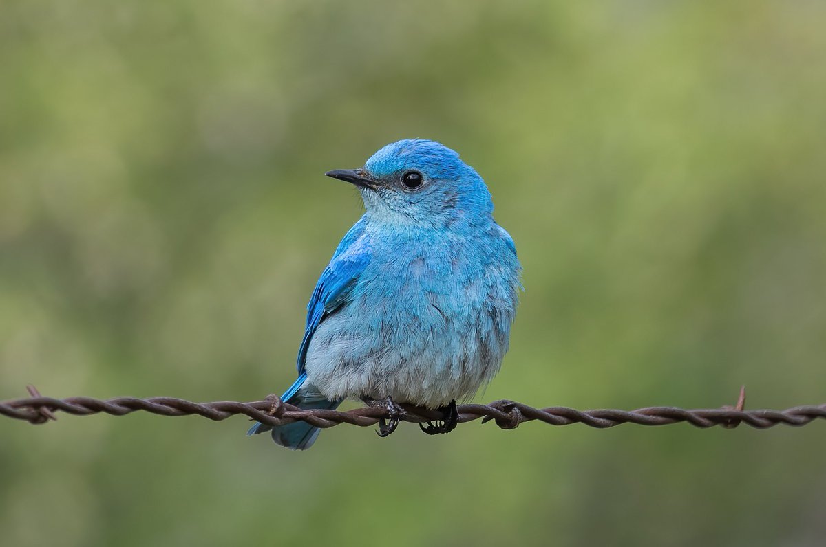 Who doesn’t love the electric blue of the mountain bluebird? They were busy feeding babies in a nest box nearby. Highlight of my recent trip to eastern WA! 

#mountainbluebird #birds #birdphotography #twitternaturecommunity #wildlife