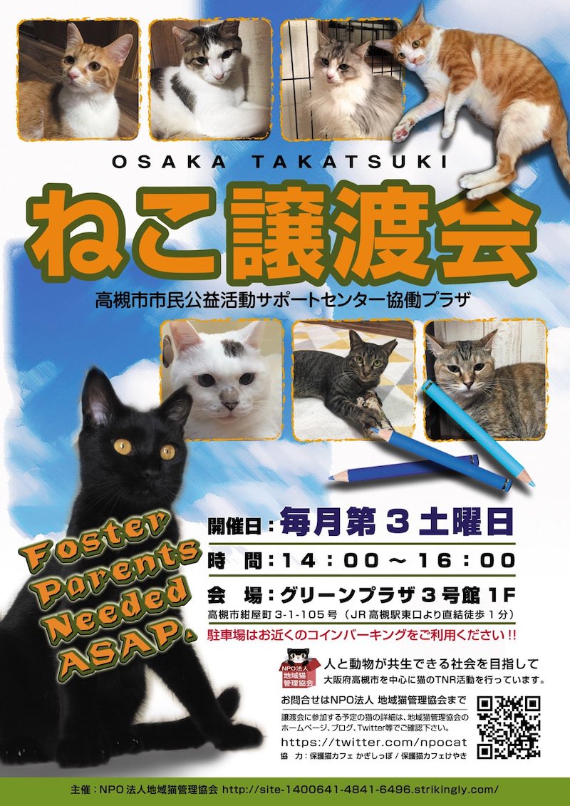 保護猫カフェかぎしっぽ 大阪にある猫カフェ 子猫のへや